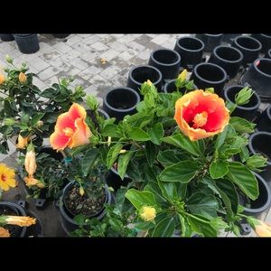 Meet your Posher, Andre